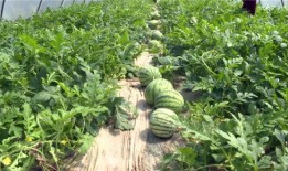 砀山吃瓜最新事件爆料,最新爆料揭示惊人内幕